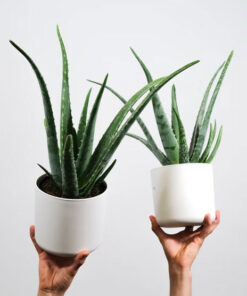 Plante décorative : Aloès