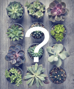 Cactus – Boite mystère!