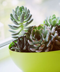 Succulentes variées – Livraison à domicile