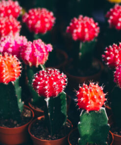 Cactus lune – Plusieurs couleurs de greffe