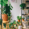 Plantes tropicales – Livraison à domicile