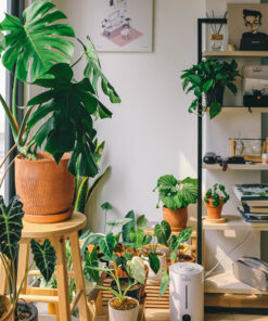 Plantes tropicales – Livraison à domicile